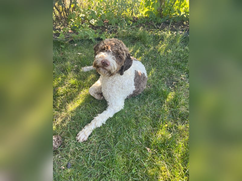 Isa - Reinrassige Lagotto Romagnolo Hundin