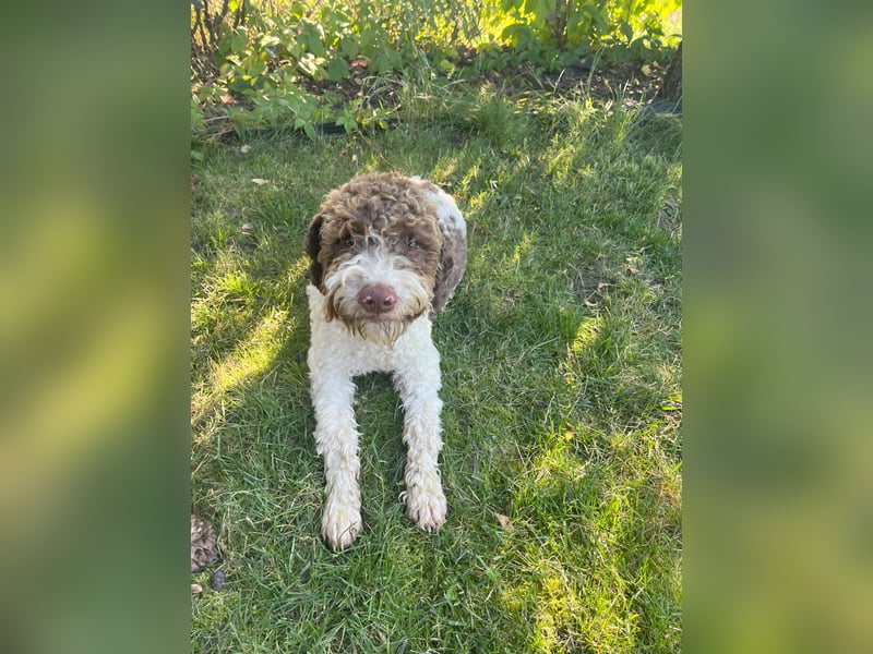 Isa - Reinrassige Lagotto Romagnolo Hundin