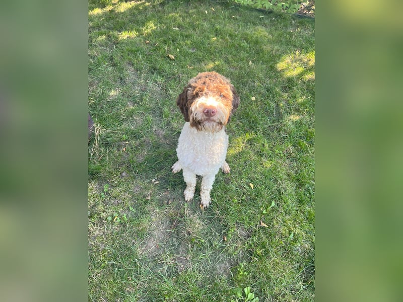 Isa - Reinrassige Lagotto Romagnolo Hundin