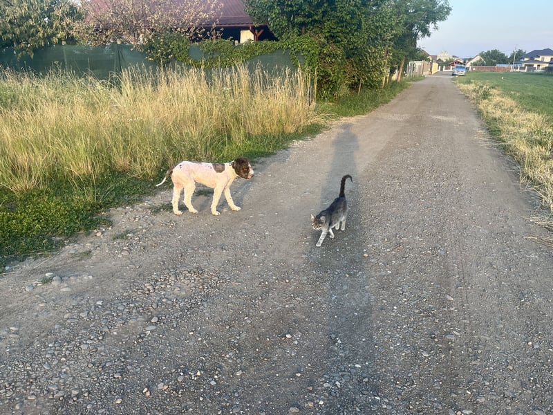 Hugo, ein reinrassiger Lagotto Romagnolo Rüde, 9 Monate alt