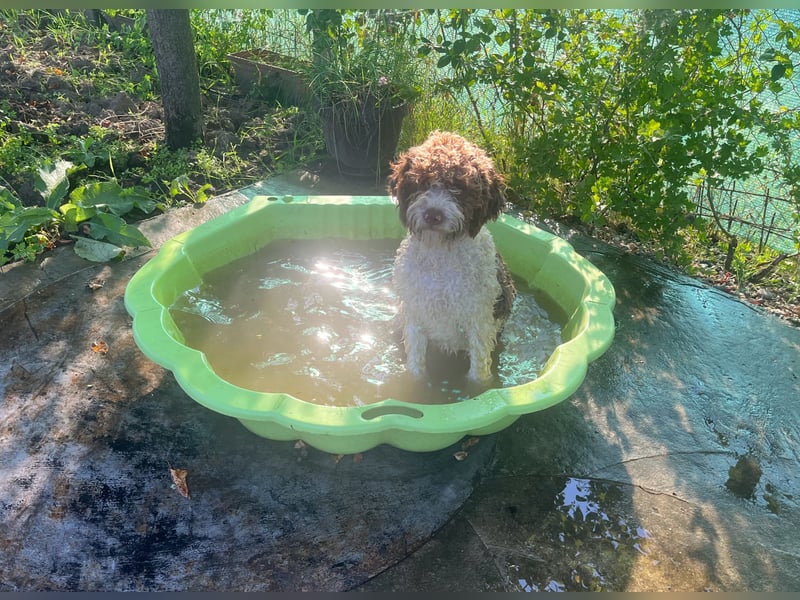 Isa - Reinrassige Lagotto Romagnolo Hundin