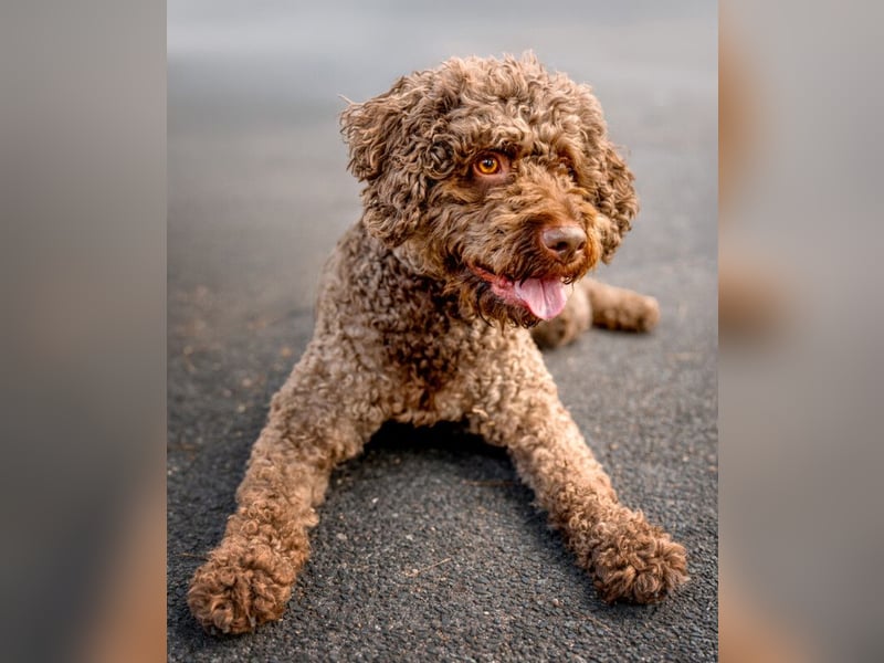 LaCody - ruhiger Zeitgenosse - Tierhilfe Franken e.V.