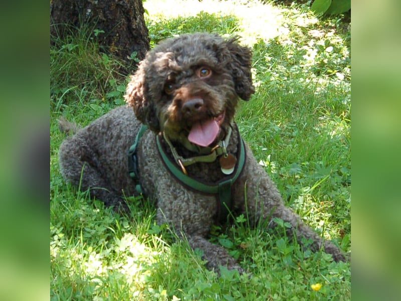 LaCody - ruhiger Zeitgenosse - Tierhilfe Franken e.V.