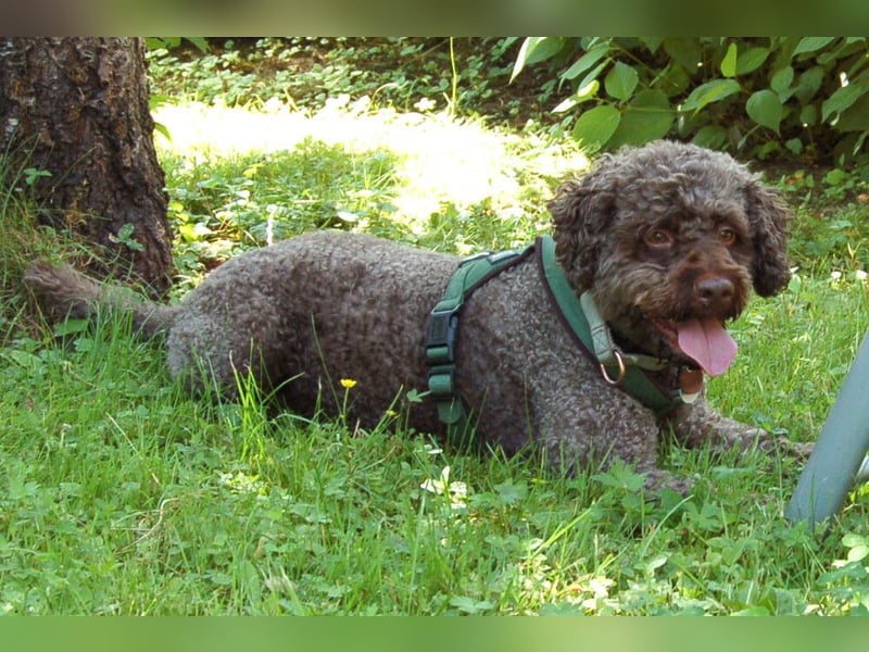 LaCody - ruhiger Zeitgenosse - Tierhilfe Franken e.V.