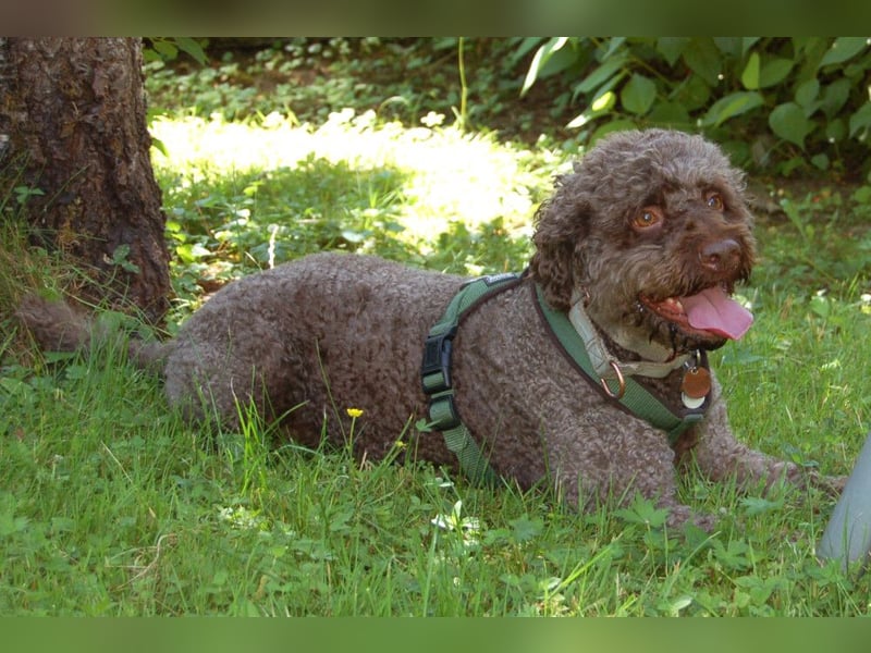 LaCody - ruhiger Zeitgenosse - Tierhilfe Franken e.V.