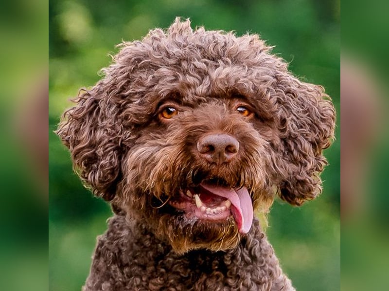 LaCody - ruhiger Zeitgenosse - Tierhilfe Franken e.V.