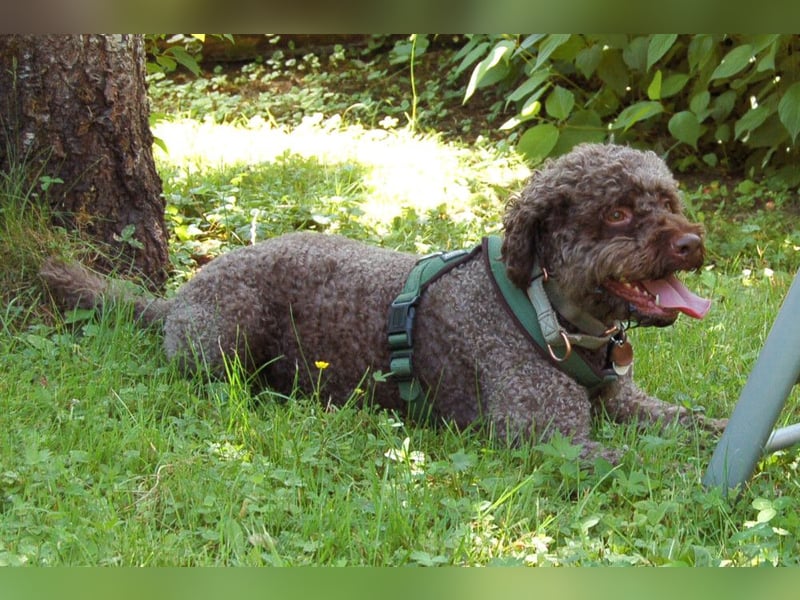 LaCody - ruhiger Zeitgenosse - Tierhilfe Franken e.V.