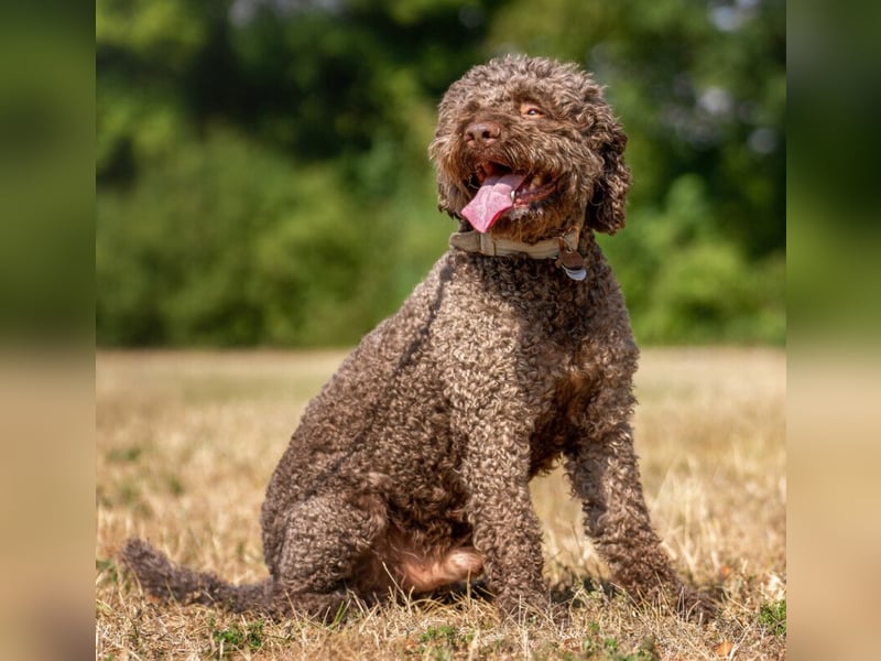 LaCody - ruhiger Zeitgenosse - Tierhilfe Franken e.V.