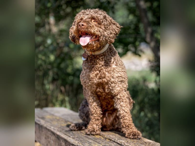 LaCody - ruhiger Zeitgenosse - Tierhilfe Franken e.V.