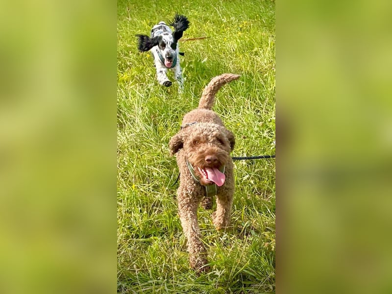 Chewie sucht derzeit keine Trüffel sondern ein tolles  Zuhause ….