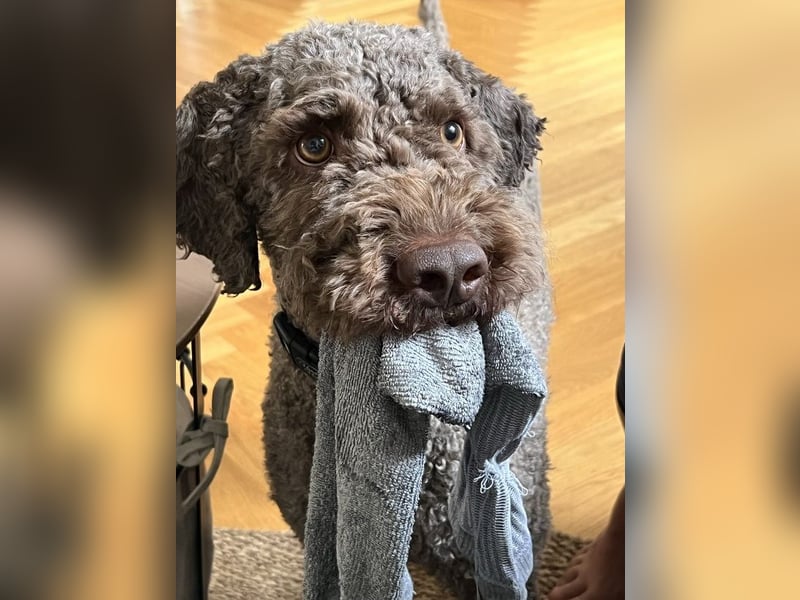 Chewie sucht derzeit keine Trüffel sondern ein tolles  Zuhause ….