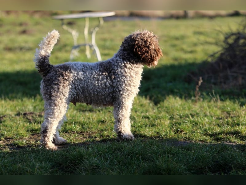 Lagotto Romagnolo