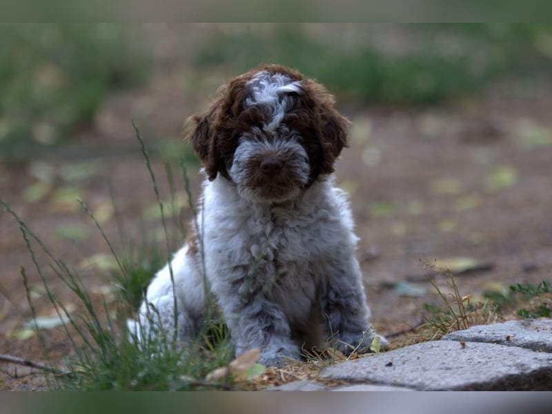 Lagotto Romagnolo