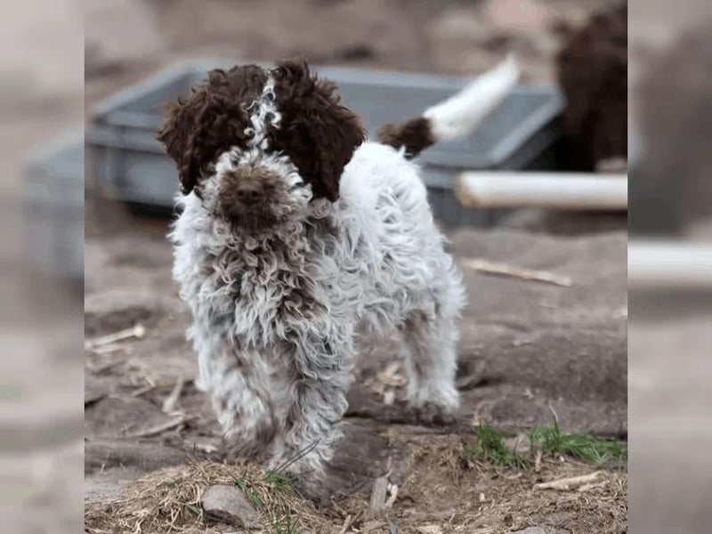 Lagotto Romagnolo