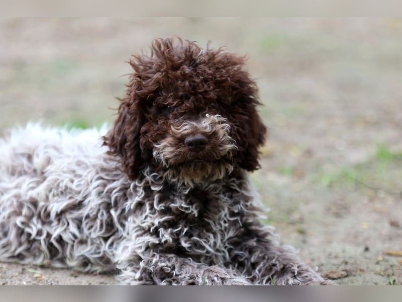 Lagotto Romagnolo