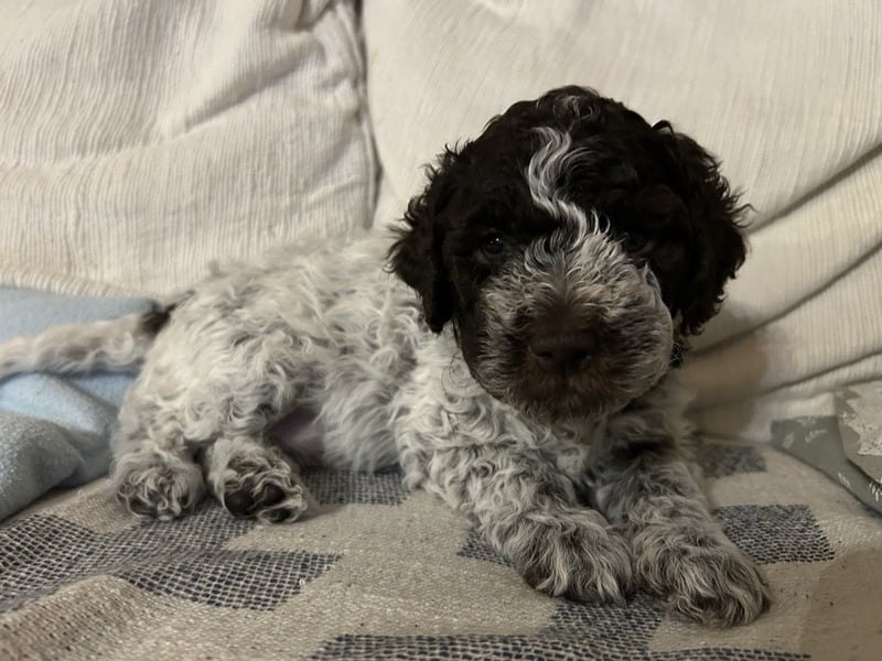 Lagotto Romagnolo Welpen 