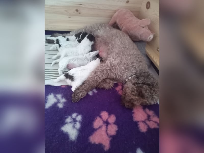 Lagotto Romagnolo Welpen 