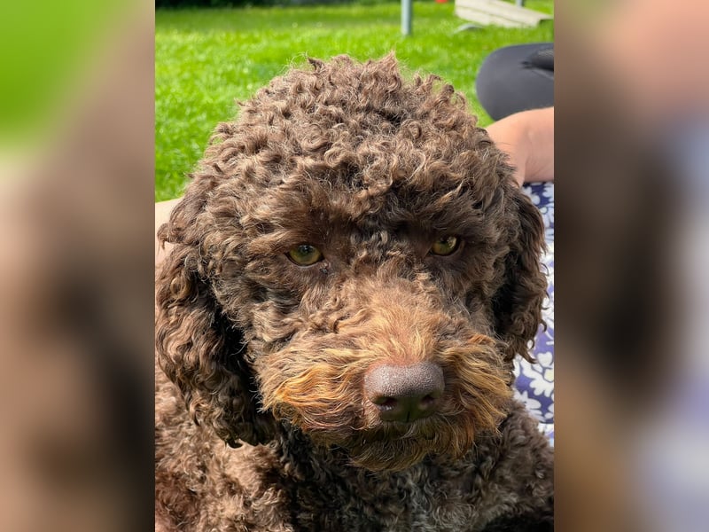 Lagotto Romagnolo