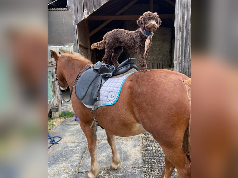 Lagotto Romagnolo