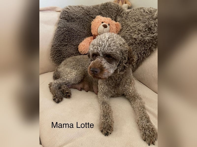 Lagotto Romagnolo