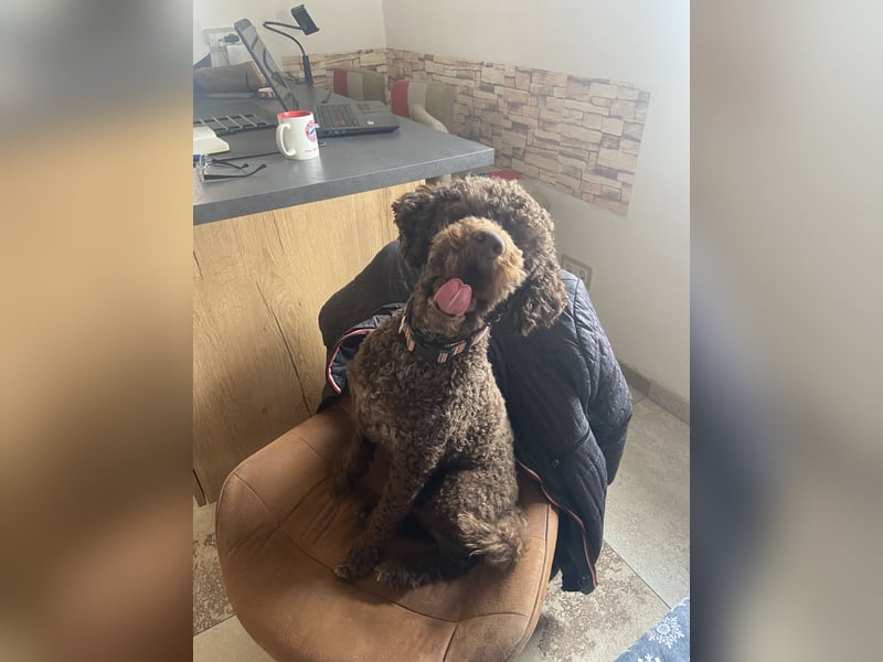 Lagotto Romagnolo
