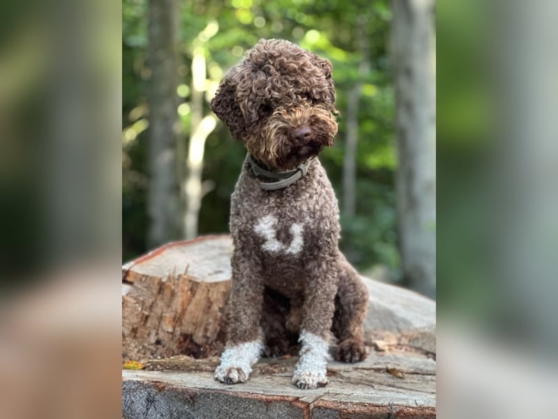 Lagotto Romagnolo