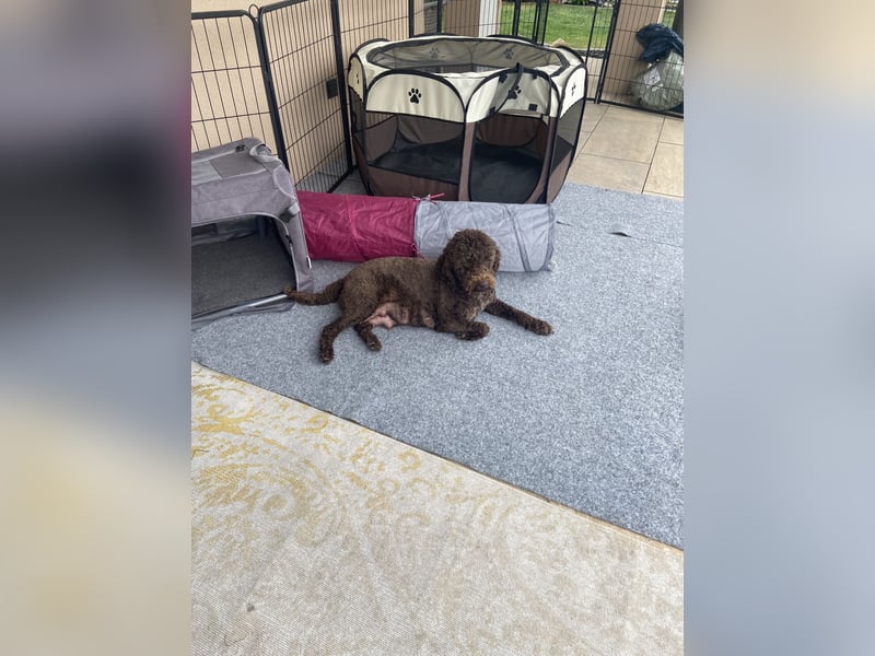 Lagotto Romagnolo