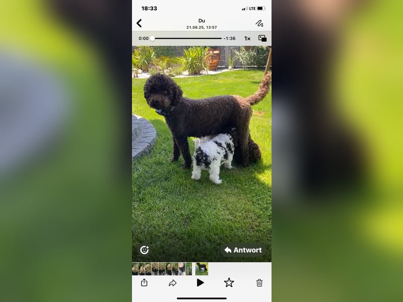 Lagotto Romagnolo