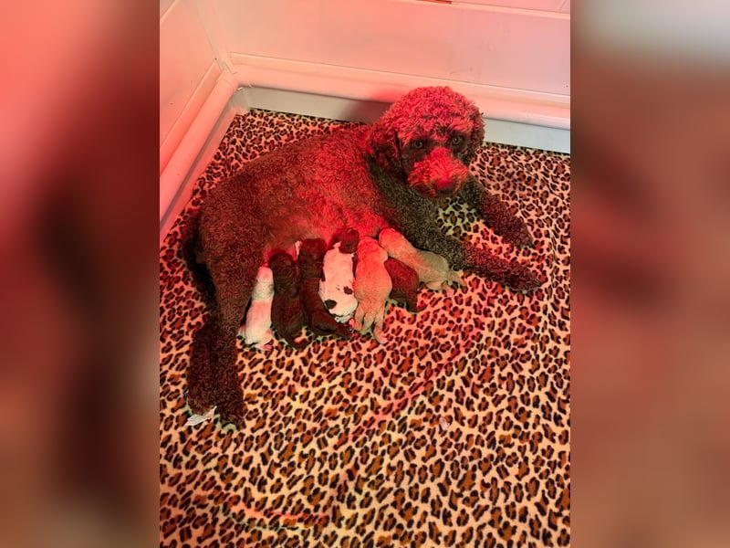 Lagotto Romagnolo