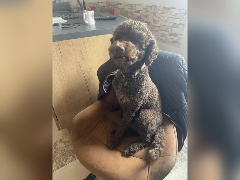 Lagotto Romagnolo