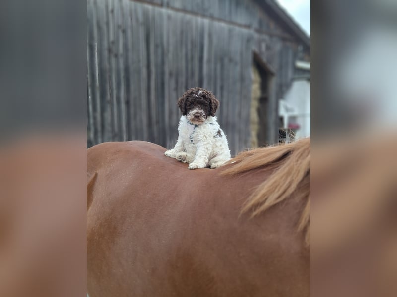 Lagotto Romagnolo