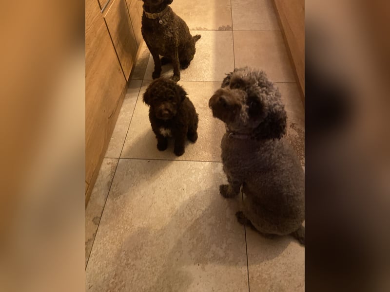 Lagotto Romagnolo