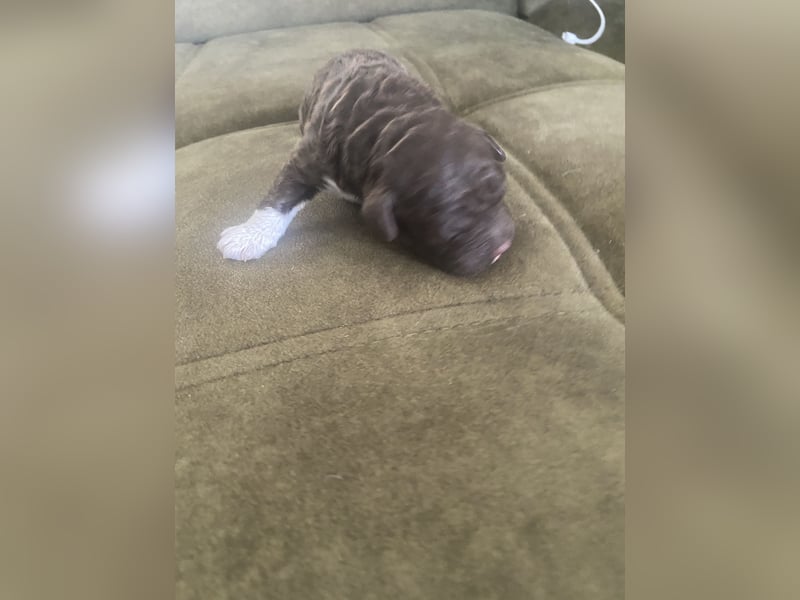 Lagotto Romagnolo