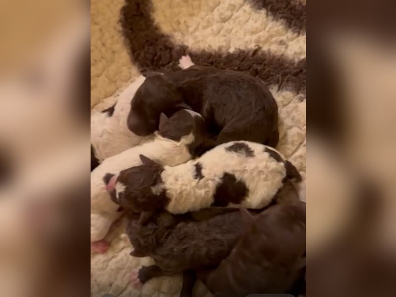 Lagotto Romagnolo Wurfankündigung Mitte Juli 2025