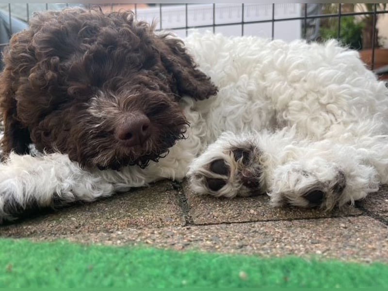 Lagotto Romagnolo Wurfankündigung Mitte Juli 2025