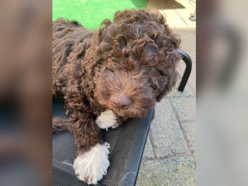 Lagotto Romagnolo Wurfankündigung Mitte Juli 2025