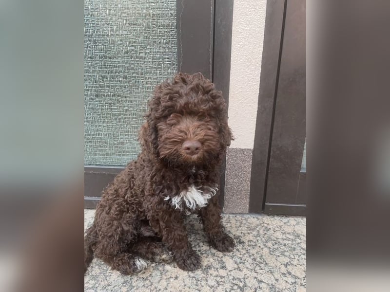 Lagotto Romagnolo Wurfankündigung Mitte Juli 2025