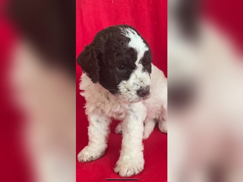 Lagotto Romagnolo Wurfankündigung Mitte Juli 2025