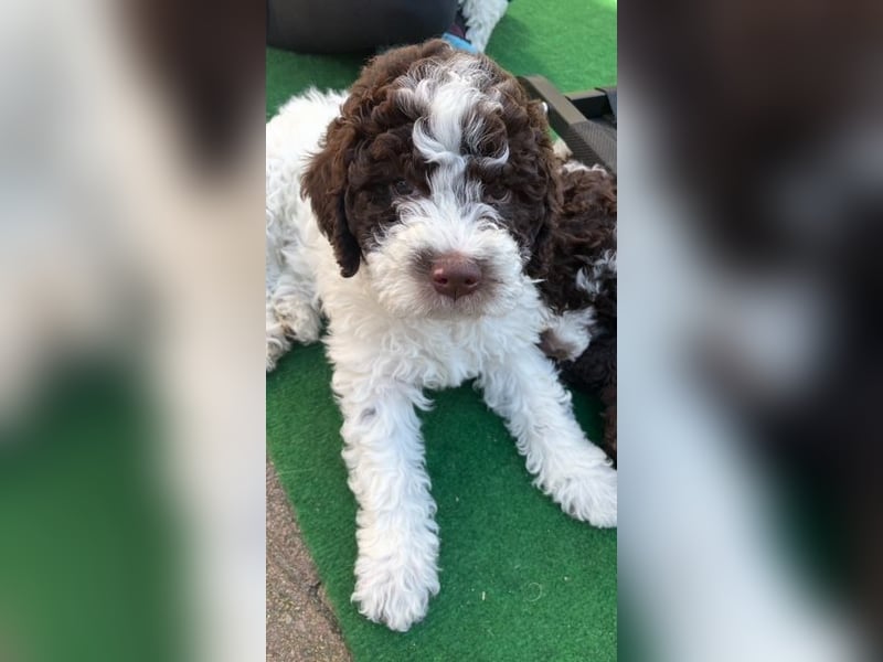 Lagotto Romagnolo Wurfankündigung Mitte Juli 2025