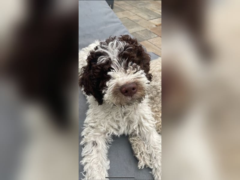 Lagotto Romagnolo Wurfankündigung Mitte Juli 2025