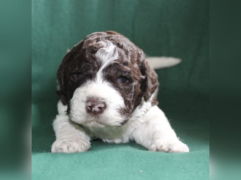 Lagotto Romagnolo Wurfankündigung Mitte Juli 2025