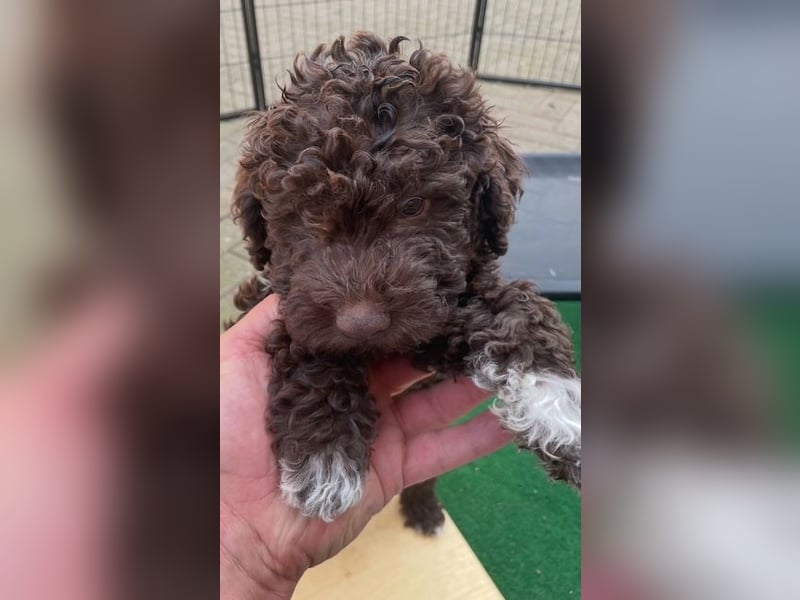 Lagotto Romagnolo Wurfankündigung Mitte Juli 2025