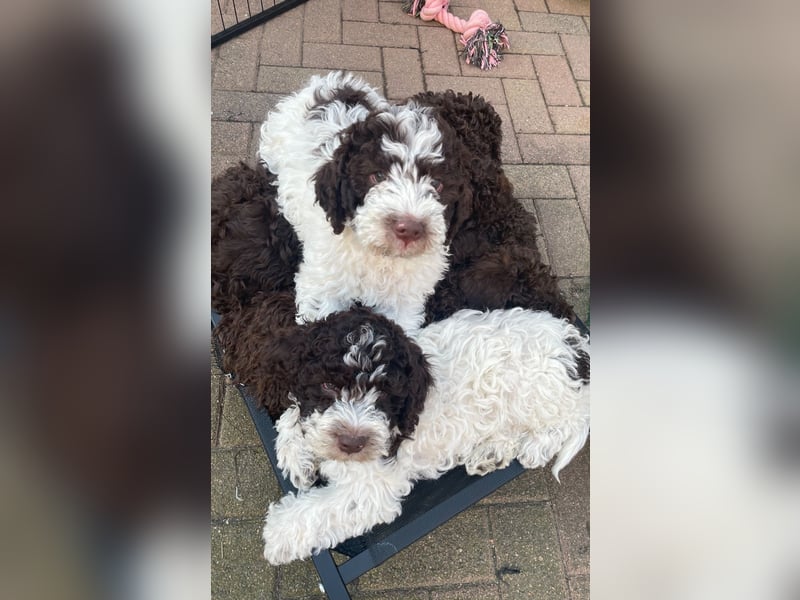 Lagotto Romagnolo Wurfankündigung Mitte Juli 2025