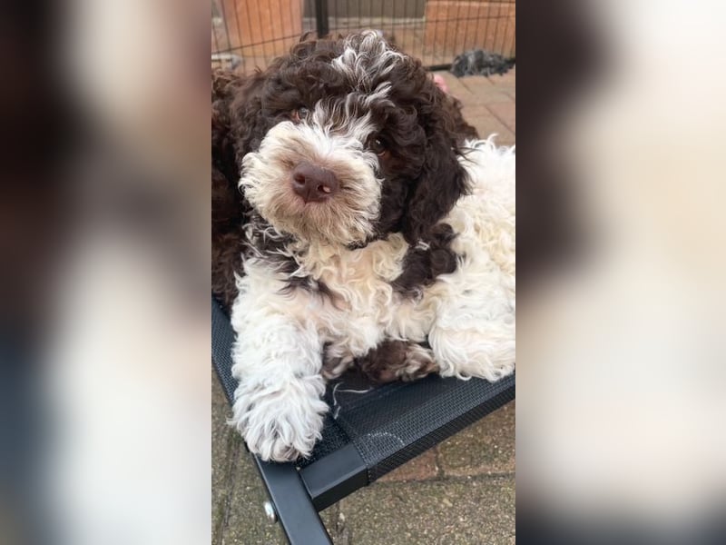 Lagotto Romagnolo Wurfankündigung Mitte Juli 2025