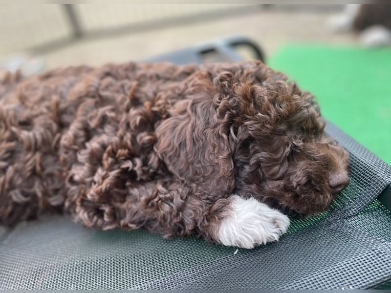 Lagotto Romagnolo Wurfankündigung Mitte Juli 2025