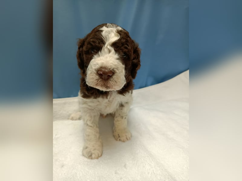 Welpen Lagotto Romagnolo