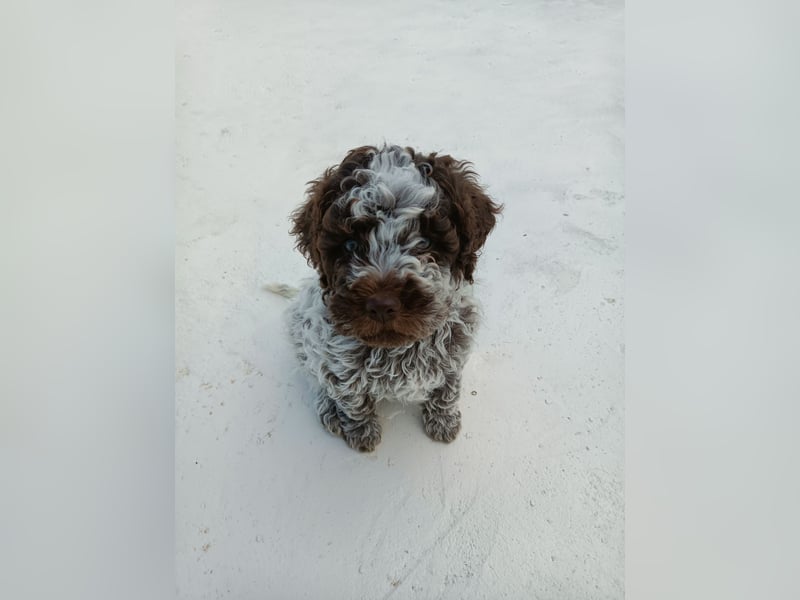 Lagotto Romagnolo