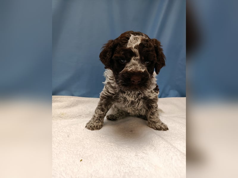 Welpen Lagotto Romagnolo
