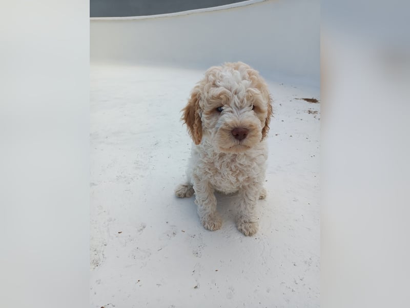 Lagotto Romagnolo