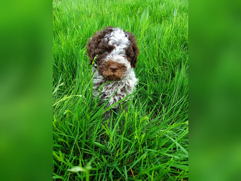 Welpen Lagotto Romagnolo